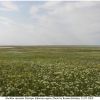 eu ausonia biotope2 kher